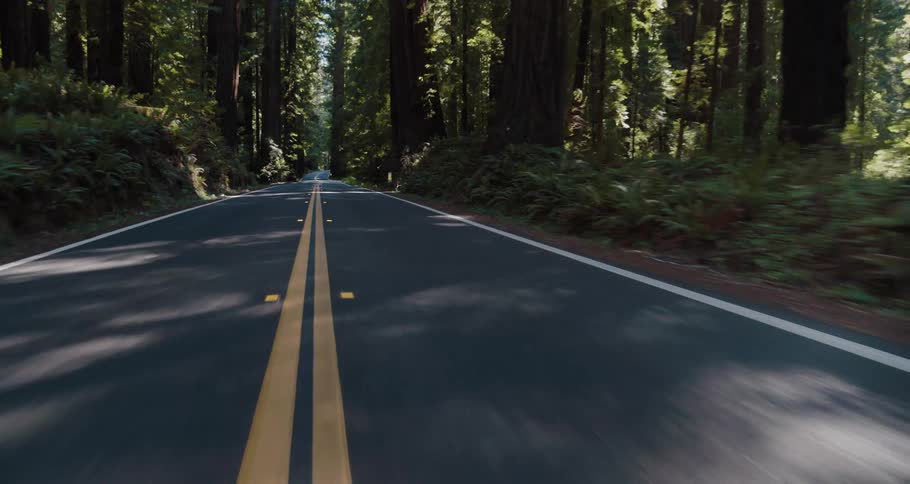 Traveling on a shady highway through redwood trees and ferns