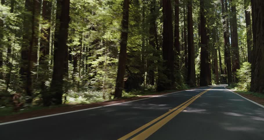 Driving through a forest in the middle of the day