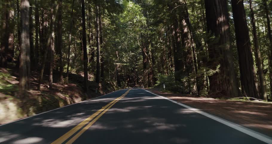 A road surrounded by trees and plants with the sky and clouds in the background