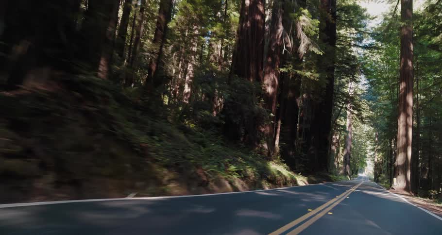Driving down a road in the middle of a forest