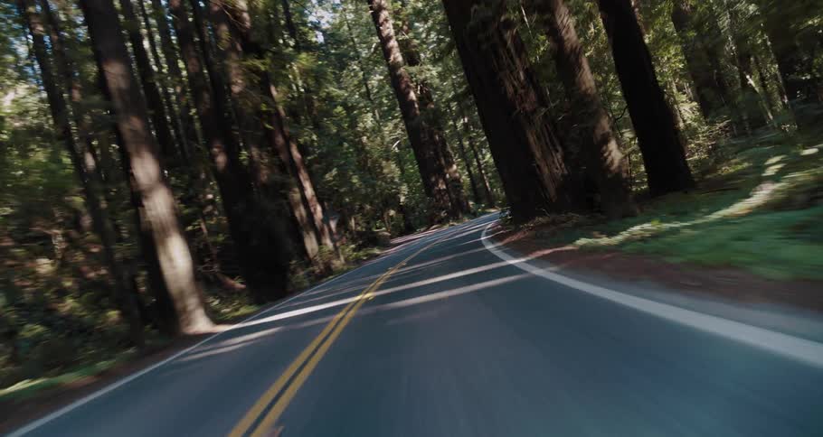 Vehicle drives highway through forest with tall trees
