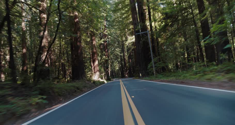 Traveling on a road through a forest as the sun shines through the trees