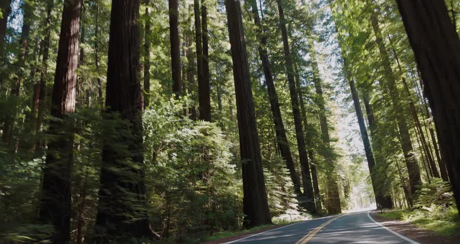 Traveling on a shady highway through a forest of redwood trees