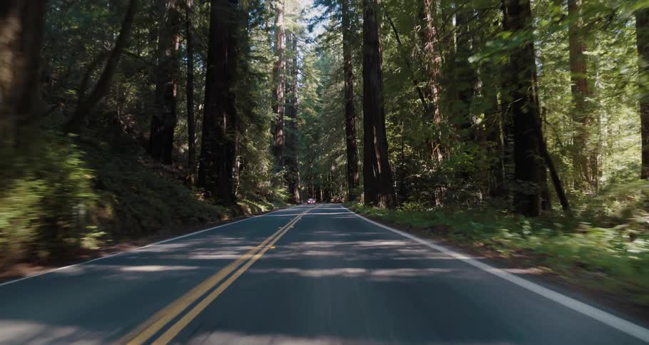 Vehicle drives on highway through woods with tall trees