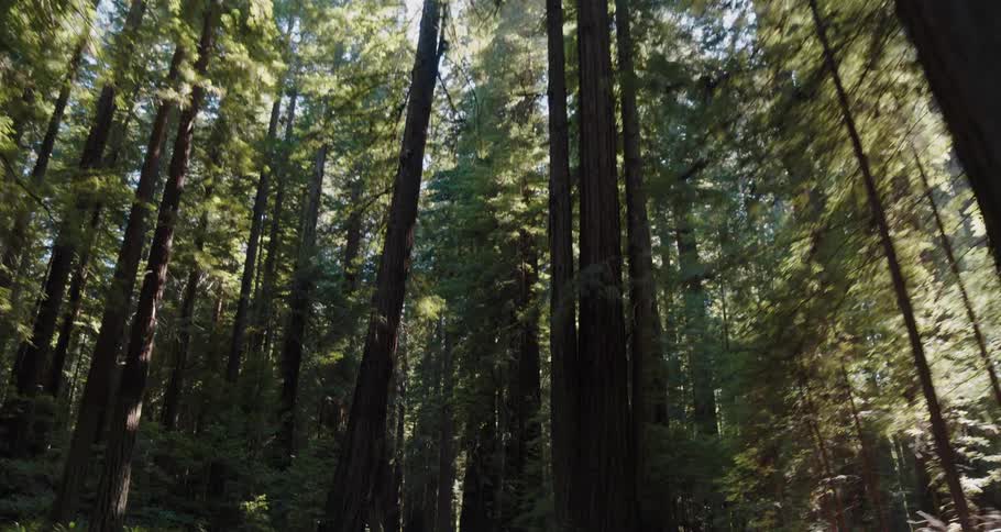Vehicle drives on highway through forest with tall trees