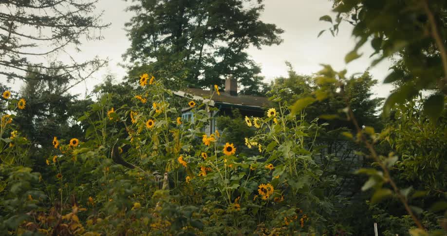 View of small house surrounded by wildflowers and sunflowers in the forest