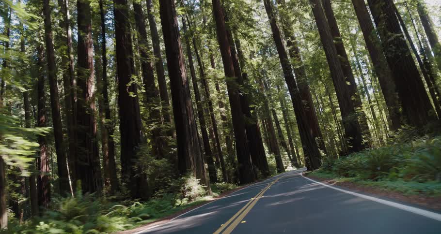Tall trees loom over a rural narrow highway