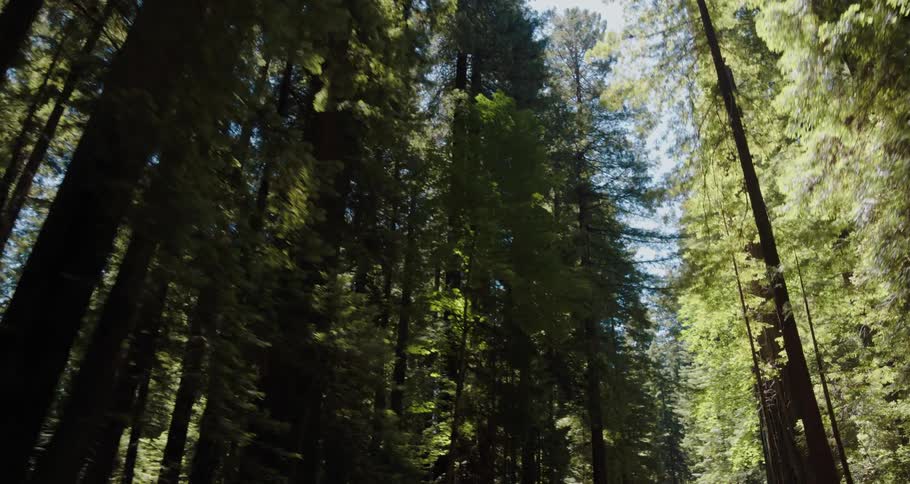 Moving through tall trees in a forest