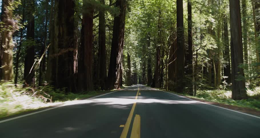 A view of a car driving through a forest