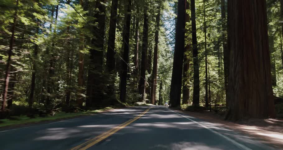A car driving through a forest in the middle of the day