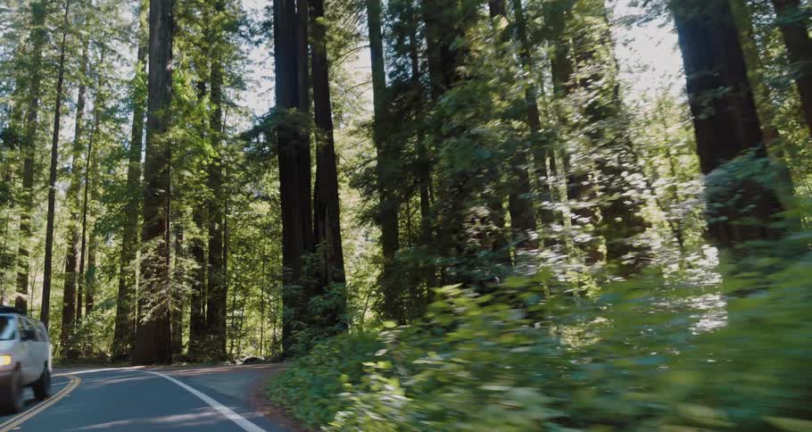 Road curves through tall forest trees as sun shines from blue sky