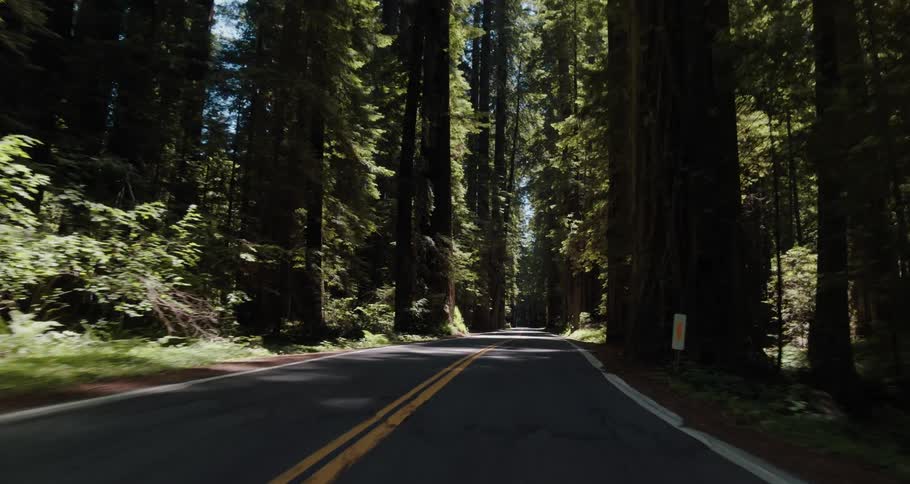 A road surrounded by trees and plants with the sky and clouds in the background