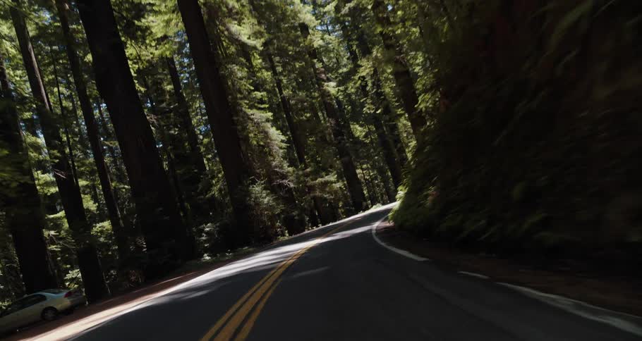 Traveling on a shady highway through a forest of redwood trees and ferns