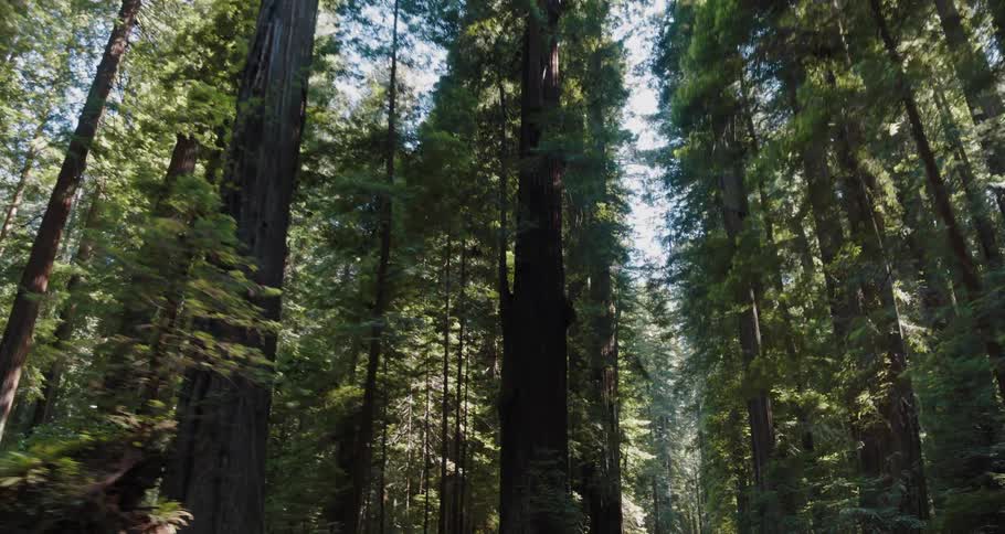 Sunlight shines from blue sky onto tall trees in forest