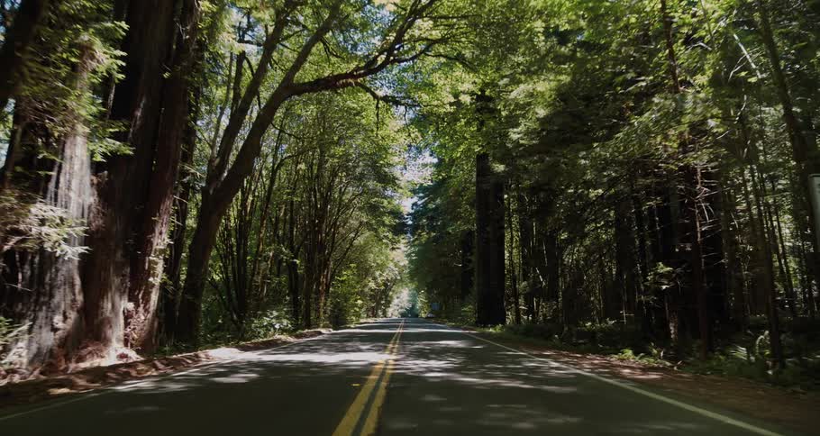 Traveling along a highway through a forest during the day