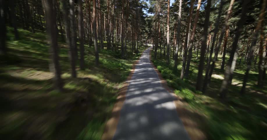 A narrow road runs though thick trees in a forest
