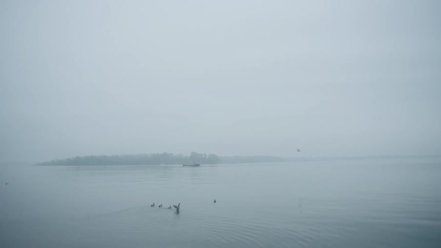 A boat sails across foggy coast as ducks play in the water