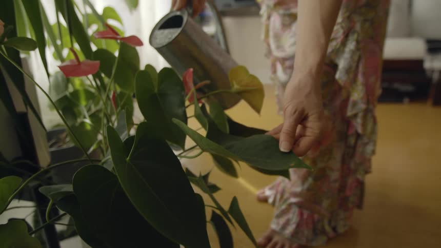 A woman in a room with a water can watering plants with a wall and window in the background