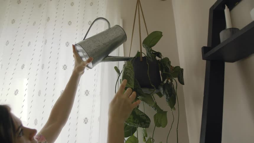 A woman is watering a wilting plant that is hanging in her home