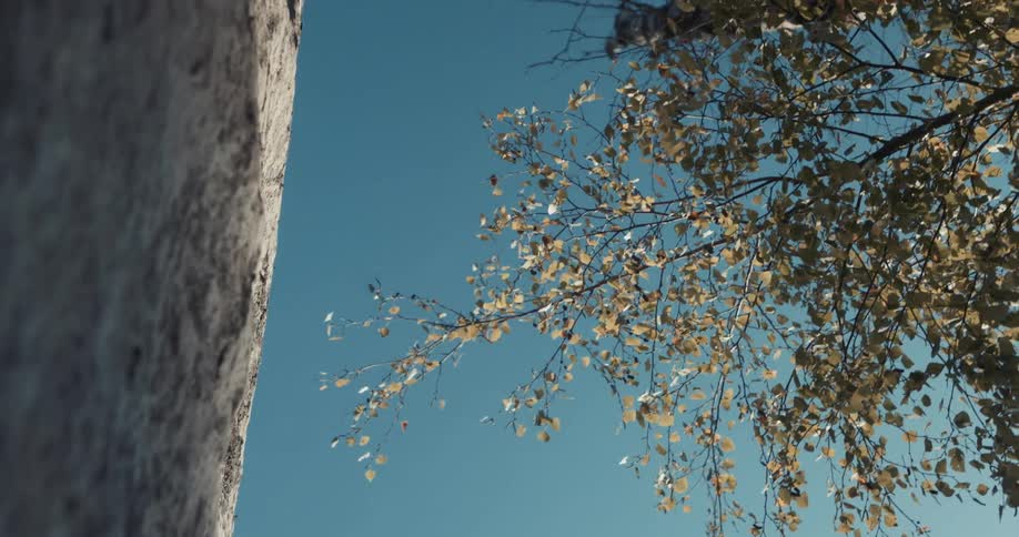Leafs on the branches of a tree near a rock wall at morning