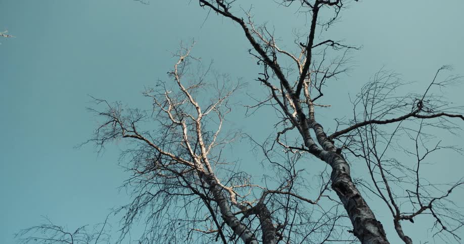 The upper branches of a tall leafless tree under a clear sky