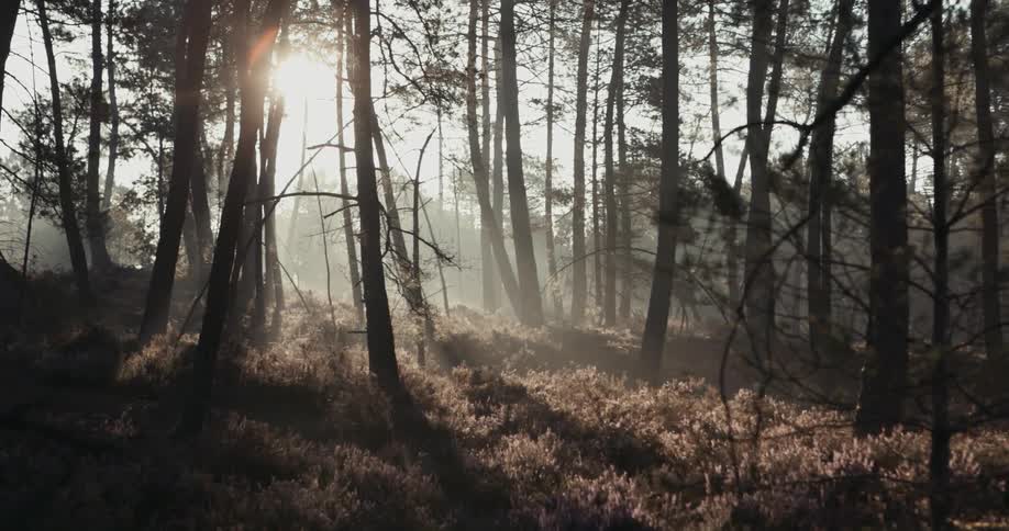 Sunlight lights the fog on a forest at sunset