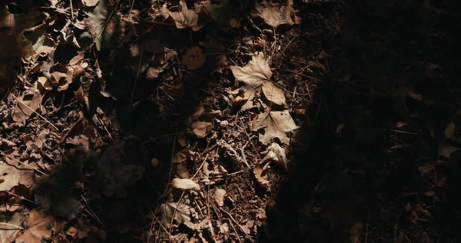 Birds eye view of fall leaves lying in the dirt
