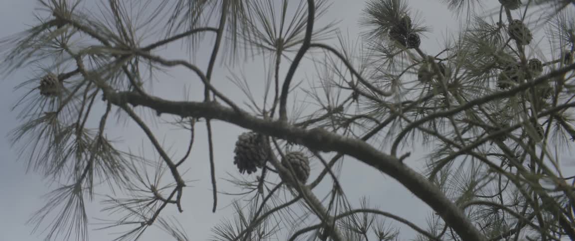 A tree on a cloudy day
