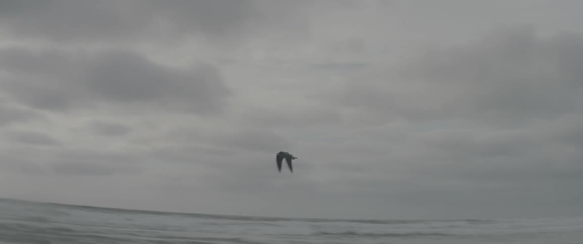 A bird flies above the beach