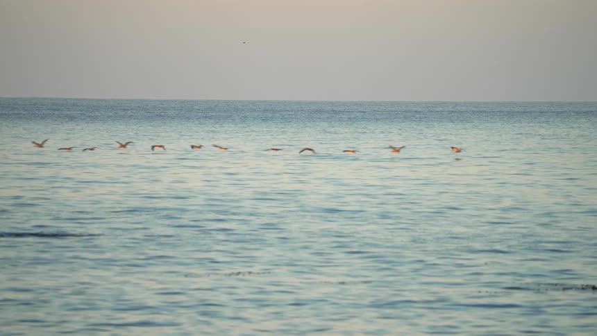 A swimmer makes their way through the water as a flock of birds flies over