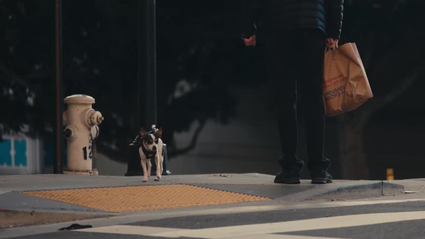 Man with black pants and coat walks small dog in the street next to road