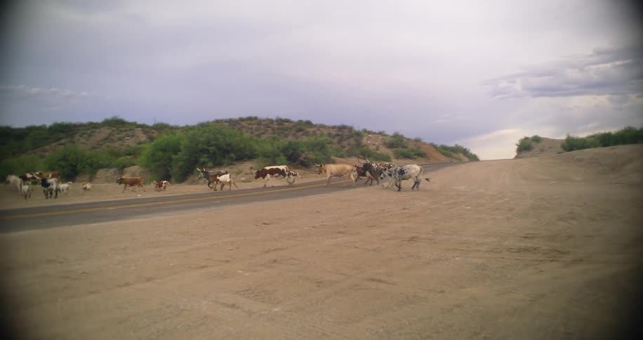 The herd of bulls run over the road