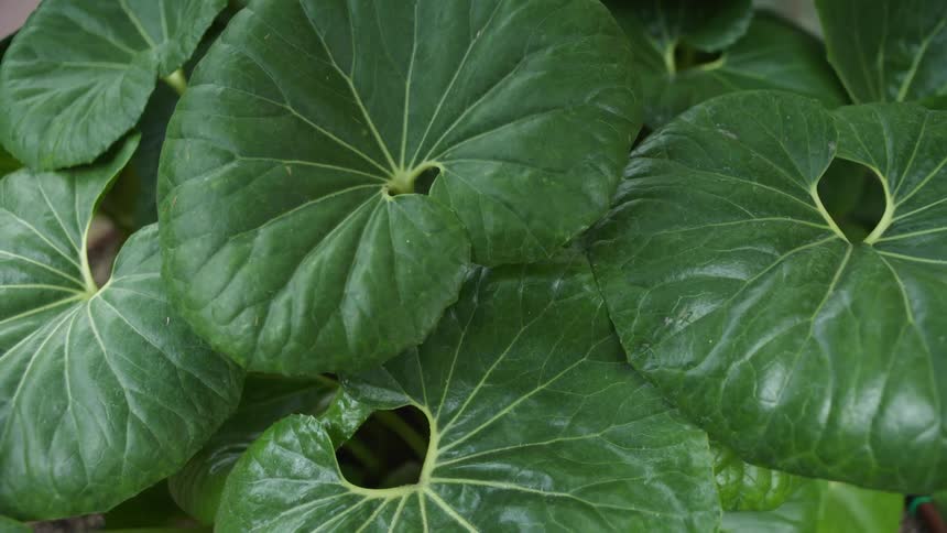 A plant with leaves and stems