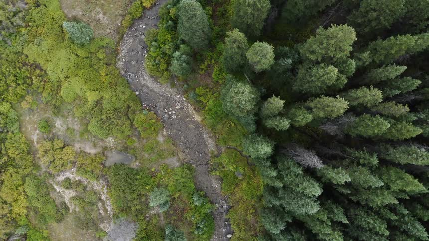 A dense forest of trees next to a rocky creek in the wilderness