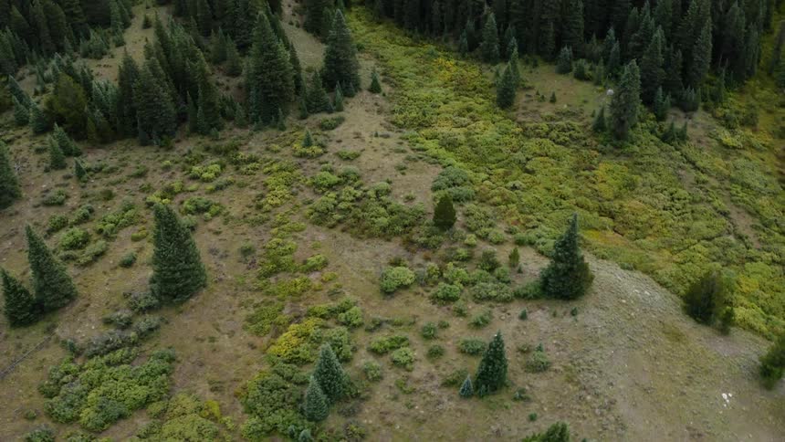 A wilderness area with bare spots in between forest trees