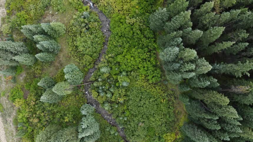 An aerial view of a forest with trees