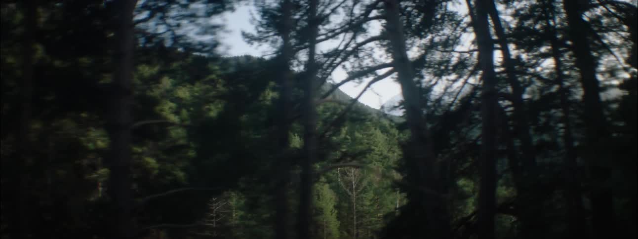 A view of a forest full of trees