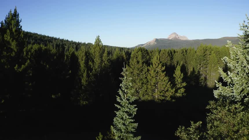 A dense forest of pine trees in front of mountains on a clear day