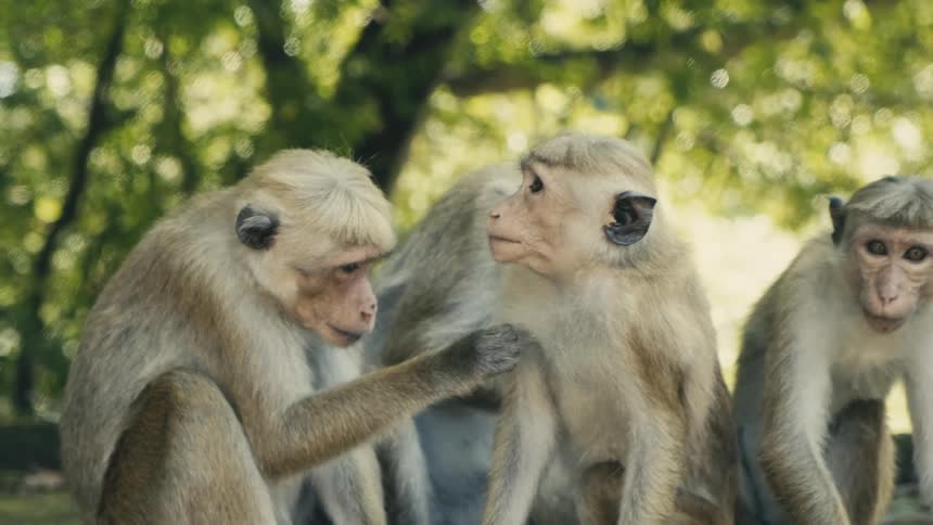 Four monkey sitting with trees and leaves in the background
