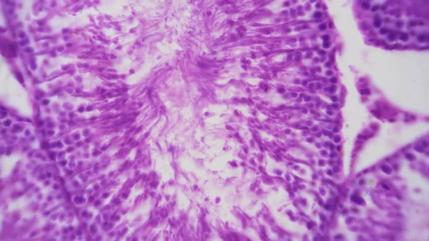 A moving microscope slide shows the biology of an animal
