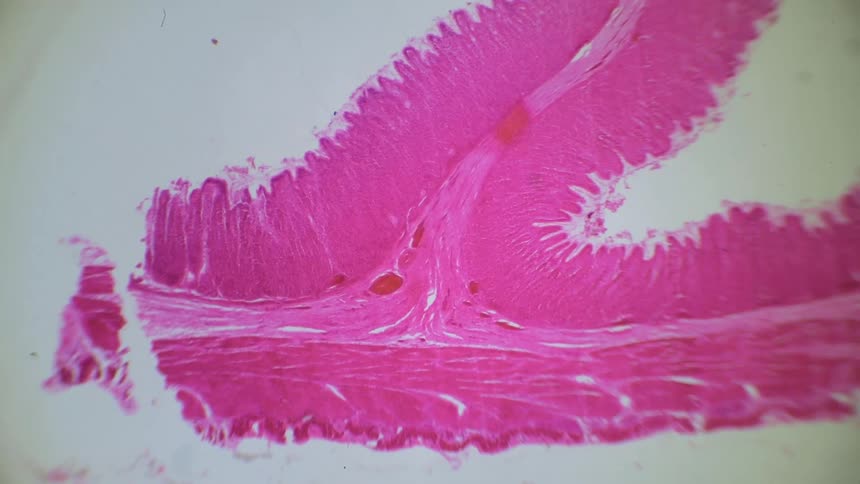 A microscope slide moves into frame from the right side