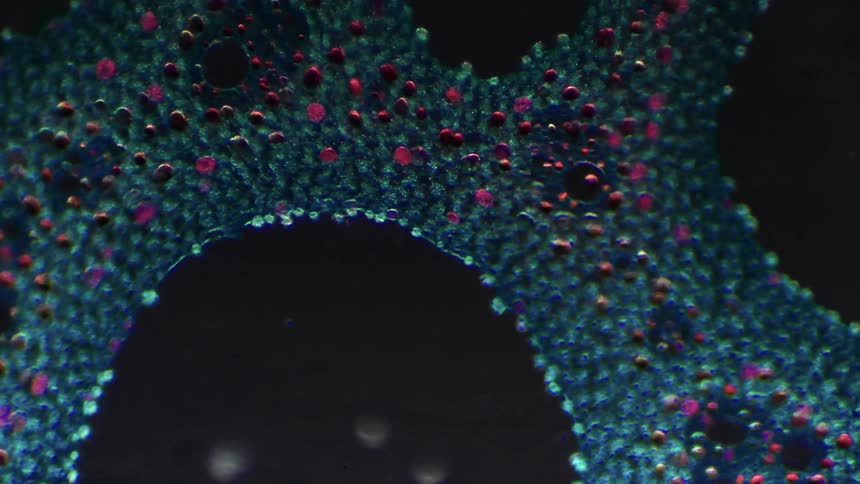 A close up view of some blue and green cells are seen through a microscope