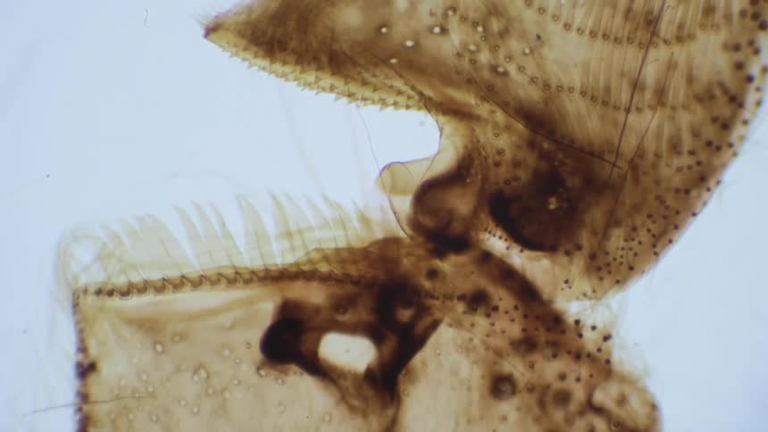 A microscope focusses on an insect anatomy