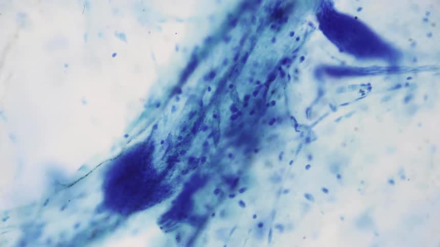 The nerve system of an animal is reviewed under a microscope