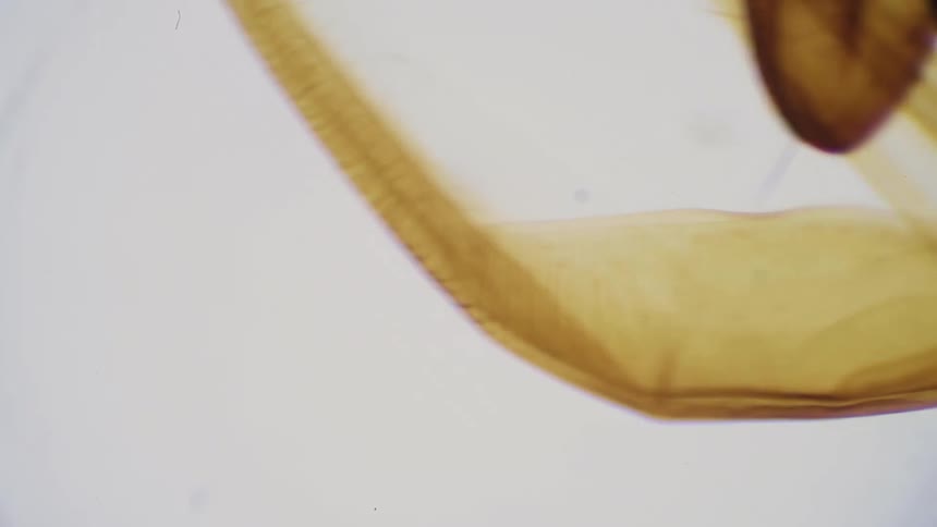 A magnified object on a white surface