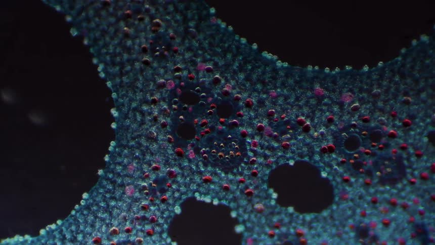 A glowing bacteria is seen under a microscope
