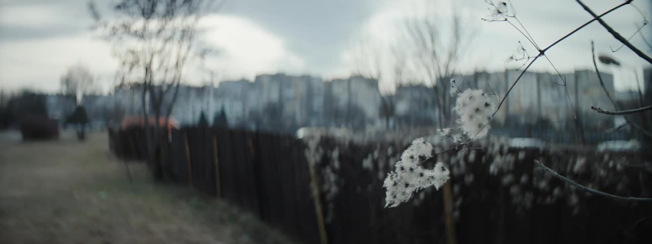 Flowers sit on leafless branch near fence with apartment complex in background