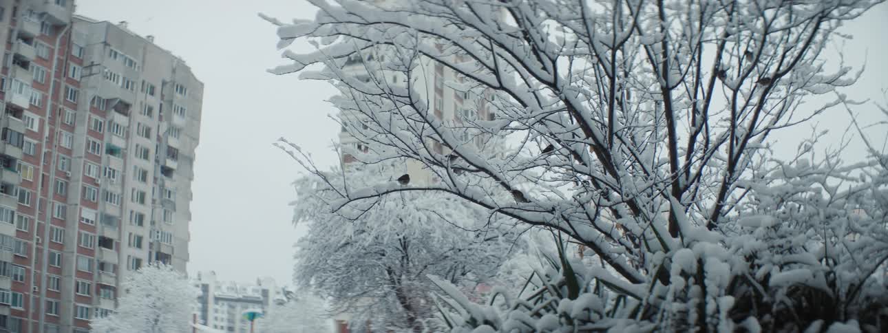 Birds flying around a snow covered tree in a city on a winter day