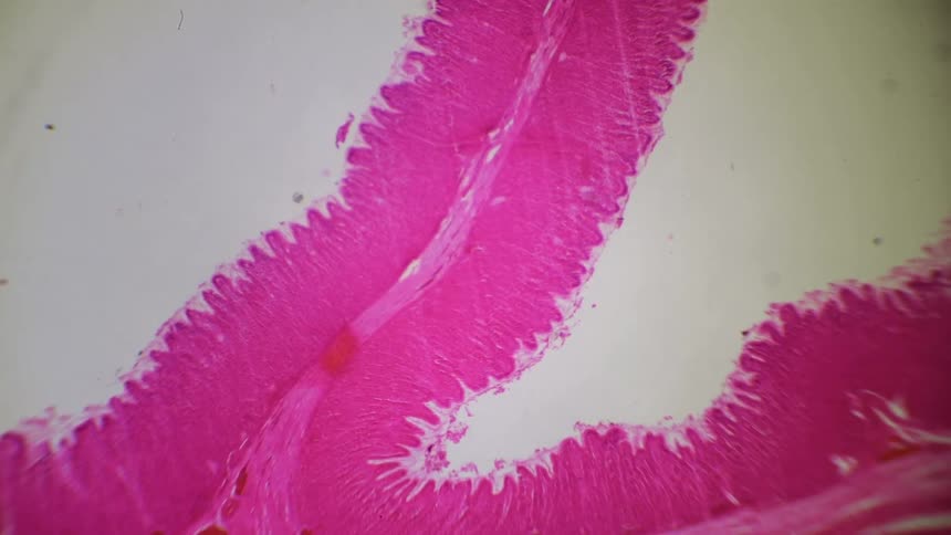 A section of anatomy is reviewed under a microscope