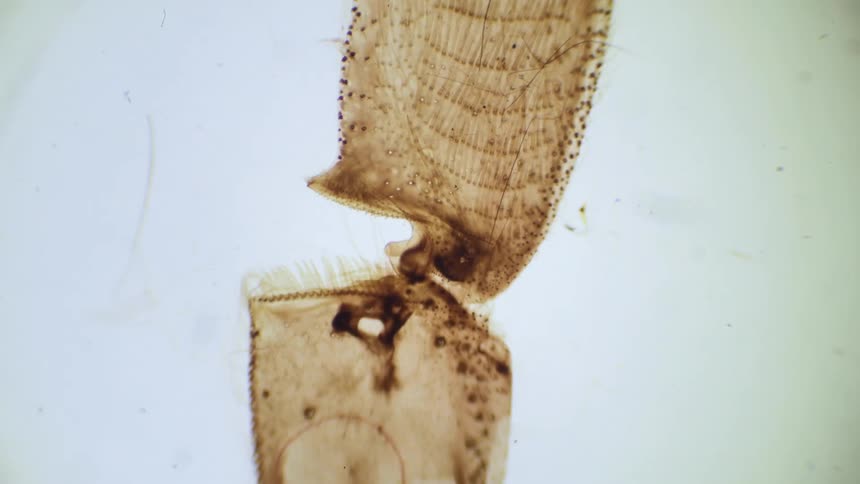 A microscope focusses on a slide of an insect